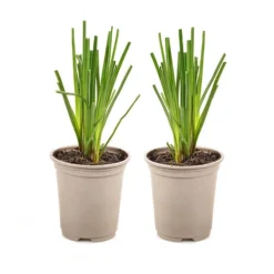 Kniphofia Flamenco 'Red Hot Poker' 5 Kniphofia Flamenco 'Red Hot Poker' -Gardenista Store 560996 2