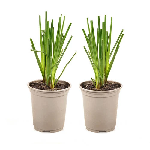 Kniphofia Flamenco 'Red Hot Poker' 3 Kniphofia Flamenco 'Red Hot Poker' - Image 3