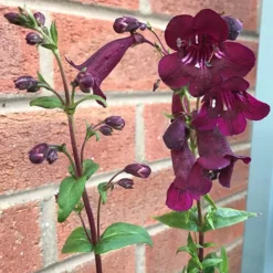 Penstemon Mix 6 Penstemon Mix -Gardenista Store 561030 2