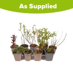 Hardy Perennial Plant Lucky Dip -Gardenista Store 561046 5