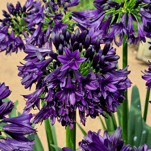 Agapanthus 'Black Jack' 1 Agapanthus 'Black Jack'