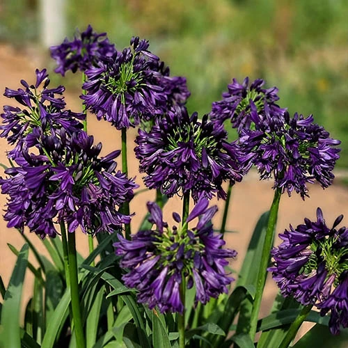 Agapanthus 'Black Jack' 2 Agapanthus 'Black Jack' - Image 2