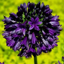 Agapanthus 'Black Jack' 8 Agapanthus 'Black Jack' -Gardenista Store 561057 3
