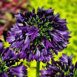 Agapanthus 'Black Jack' 9 Agapanthus 'Black Jack' -Gardenista Store 561057 4