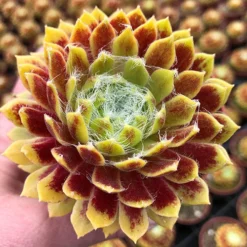 Sempervivum Mix -Gardenista Store 561061 3