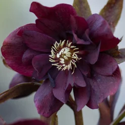 Hellebore Double Ellen
