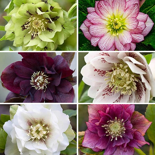Hellebore Double Collection 9cm X 6 1 Hellebore Double Collection 9cm X 6