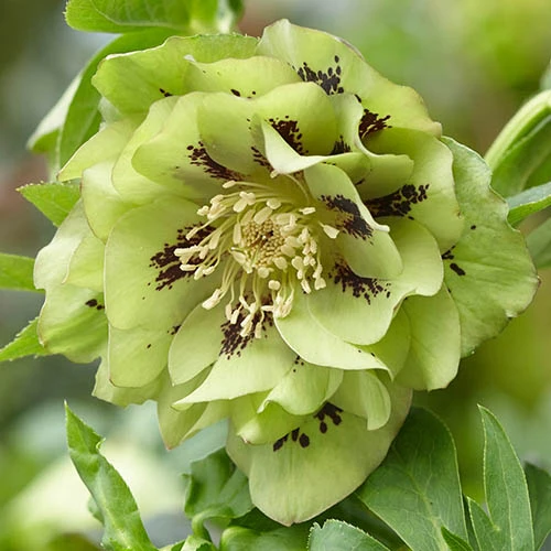 Hellebore Double Collection 9cm X 6 2 Hellebore Double Collection 9cm X 6 - Image 2
