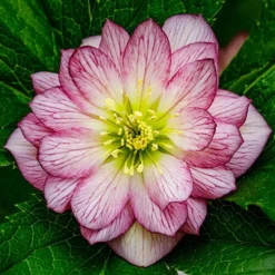 Hellebore Double Collection 9cm X 6 9 Hellebore Double Collection 9cm X 6 -Gardenista Store 561065 2