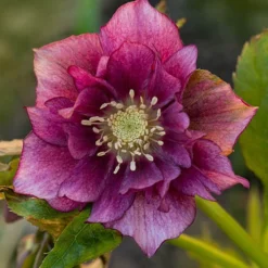 Hellebore Double Collection 9cm X 6 11 Hellebore Double Collection 9cm X 6 -Gardenista Store 561065 4