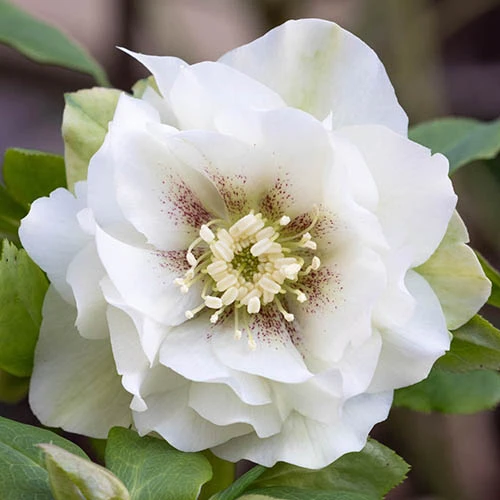 Hellebore Double Collection 9cm X 6 6 Hellebore Double Collection 9cm X 6 - Image 6