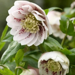 Hellebore Double Collection 9cm X 6 13 Hellebore Double Collection 9cm X 6 -Gardenista Store 561065 6