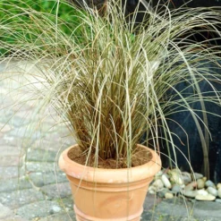 Ornamental Grasses Collection -Gardenista Store 561181 2
