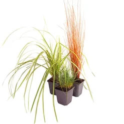 Ornamental Grasses Collection -Gardenista Store 561181 4