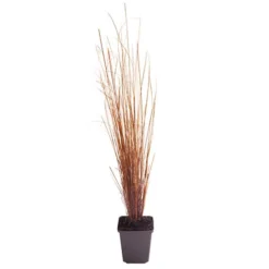 Ornamental Grasses Collection -Gardenista Store 561181 5