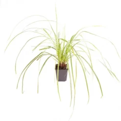 Ornamental Grasses Collection -Gardenista Store 561181 6