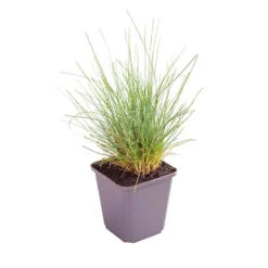 Ornamental Grasses Collection -Gardenista Store 561181 7