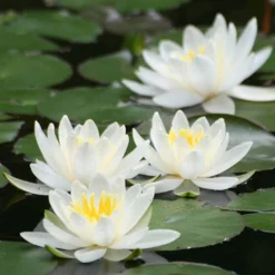 Water Lily Planting Kit - White -Gardenista Store 580027 1