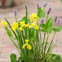 Gardenista Store -Gardenista Store 580029 1