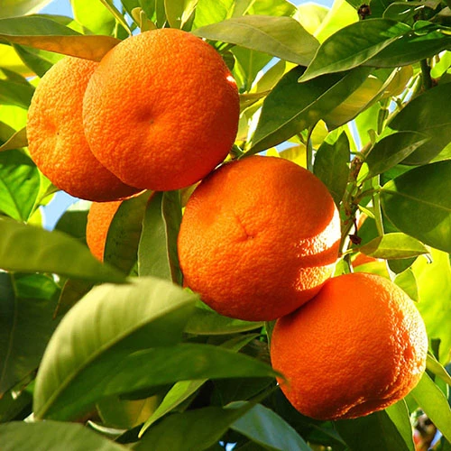 Large Orange Tree 2 Large Orange Tree - Image 2