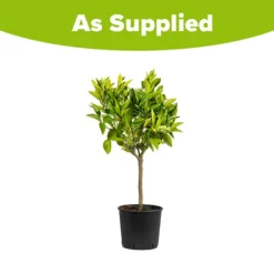 Large Orange Tree 9 Large Orange Tree -Gardenista Store 680019 4