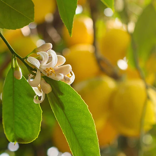 Large 'Eureka' Lemon Tree 4 Large 'Eureka' Lemon Tree - Image 4