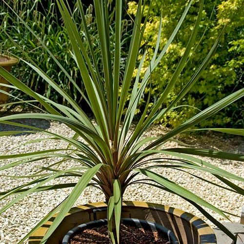 Pair Of Cordyline Australis 2 Pair Of Cordyline Australis - Image 2