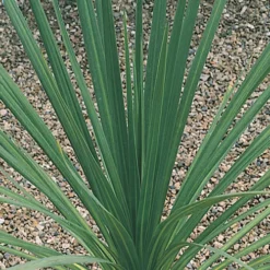 Pair Of Cordyline Australis 9 Pair Of Cordyline Australis -Gardenista Store 680033 3