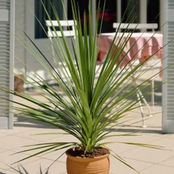 Pair Of Cordyline Australis 10 Pair Of Cordyline Australis -Gardenista Store 680033 4