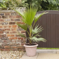 Cotton Palm Washingtonia Robusta -Gardenista Store 680048 1
