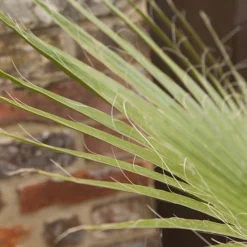 Cotton Palm Washingtonia Robusta -Gardenista Store 680048 2