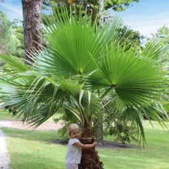 Cotton Palm Washingtonia Robusta -Gardenista Store 680048 3