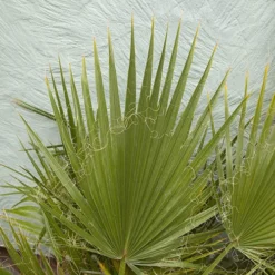 Cotton Palm Washingtonia Robusta -Gardenista Store 680048 5