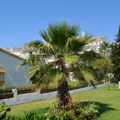 Cotton Palm Washingtonia Robusta -Gardenista Store 680048 6