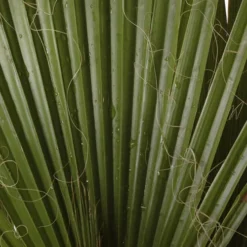 Cotton Palm Washingtonia Robusta -Gardenista Store 680048 7