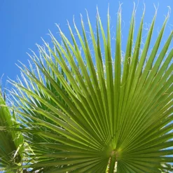 Cotton Palm Washingtonia Robusta -Gardenista Store 680048 8