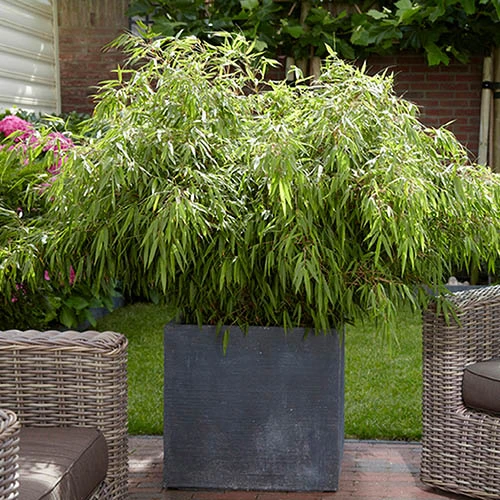 Fountain Bamboo Fargesia Rufa 1 Fountain Bamboo Fargesia Rufa