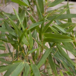 Fountain Bamboo Fargesia Rufa 9 Fountain Bamboo Fargesia Rufa -Gardenista Store 680086 3