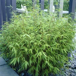 Fountain Bamboo Fargesia Rufa 10 Fountain Bamboo Fargesia Rufa -Gardenista Store 680086 4