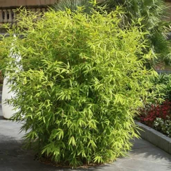 Fountain Bamboo Fargesia Rufa 11 Fountain Bamboo Fargesia Rufa -Gardenista Store 680086 5
