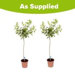 Pair Of Large Orange Trees 9 Pair Of Large Orange Trees -Gardenista Store 680091 4
