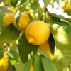 Pair Of Large Lemon Trees