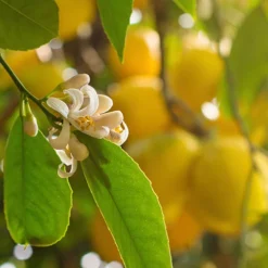 Pair Of Large Lemon Trees -Gardenista Store 680092 3