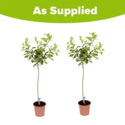 Pair Of Large Lemon Trees -Gardenista Store 680092 4