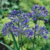 Agapanthus Africanus 'Blue'