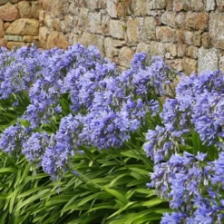 Agapanthus Africanus 'Blue' 12 Agapanthus Africanus 'Blue' -Gardenista Store 680130 3