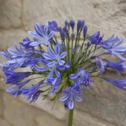 Agapanthus Africanus 'Blue' 14 Agapanthus Africanus 'Blue' -Gardenista Store 680130 5
