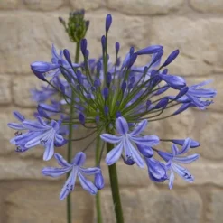 Agapanthus Africanus 'Blue' 15 Agapanthus Africanus 'Blue' -Gardenista Store 680130 6