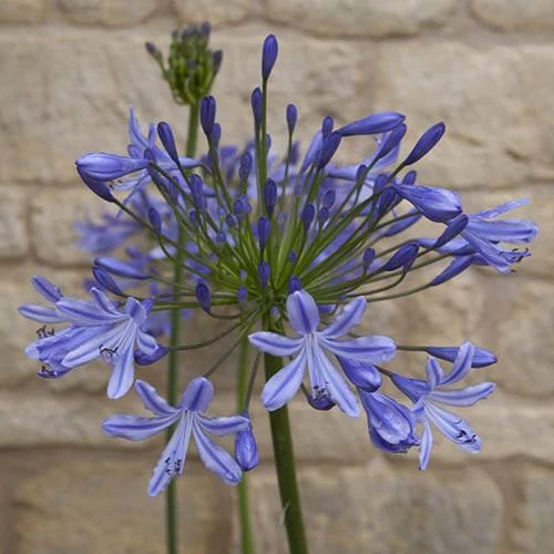 Agapanthus Africanus 'Blue' 7 Agapanthus Africanus 'Blue' - Image 7