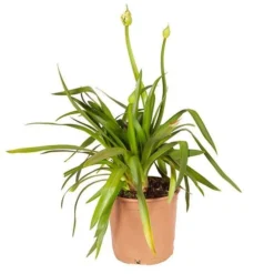 Agapanthus Africanus 'Blue' 17 Agapanthus Africanus 'Blue' -Gardenista Store 680130 8